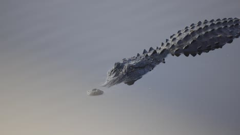 large alligator floating at water surface