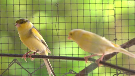 Canary-bird-inside-cage-perch-on-sticks-and-wires