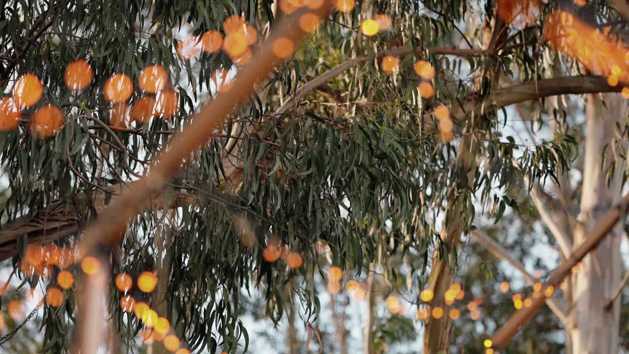 Warm bokeh fairy lights strung across eucalyptus trees in soft outdoor light