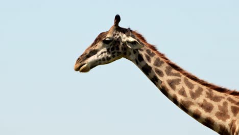 tomada en cámara lenta del cuello largo de la jirafa contra el cielo azul brillante de áfrica en la reserva nacional masai mara del norte, vida silvestre africana en la reserva nacional masai mara, kenia, áfrica animales de safari