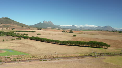 rows of trees planted on vast landscape in stellenbosch, south africa near wine estate