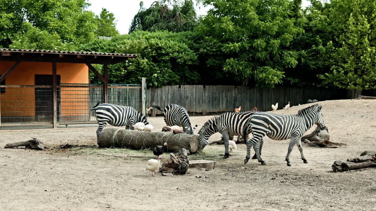 Zebre carine che camminano nel loro recinto allo zoo. Le zebre vivono nello zoo. Zebre che camminano liberamente nello zoo didattico.