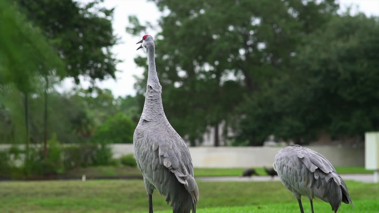 два журавля в дикой природе, поющие с другими птицами вдалеке, крупный план, замедленная съемка