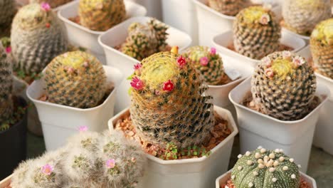 cacti with vibrant flowers in white pots