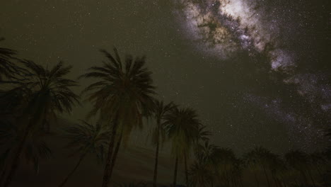 vast night sky over palm trees showcasing the brilliance of the milky way