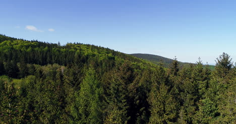 bosque desde arriba vista aérea del bosque 1