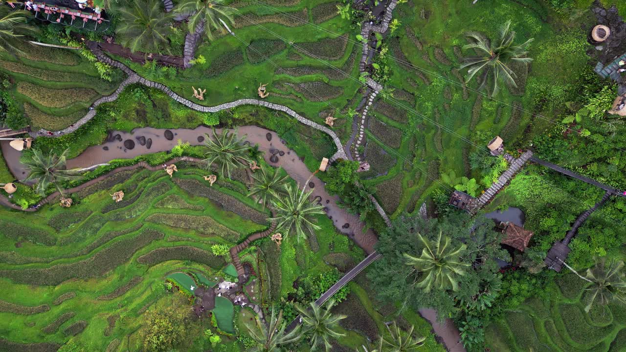 Aerial footage at Alas Harum in Tegalalang with bright terraces, elevated walk paths, dense palm clusters, crafted valley features, and a winding stream offering a clean tropical hillside scene