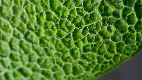 close-up of a leaf's surface texture