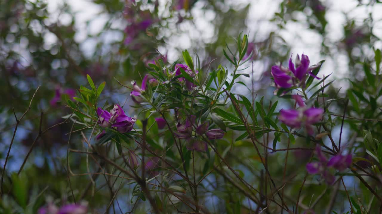 Primo piano di vivaci fiori viola che ondeggiano delicatamente, catturando la bellezza naturale, il colore e i dettagli delicati in un sereno ambiente esterno