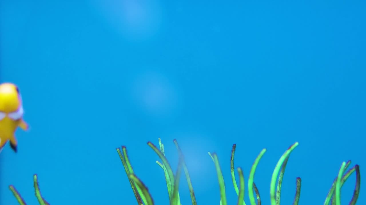 광대 물고기의 클로즈업 샷, 4k로 촬영