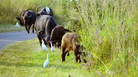 Close-up-shot-of-Buffalo-Family-eating-and-grazing-outdoors-in-wilderness-of-Africa-during-sunny-day