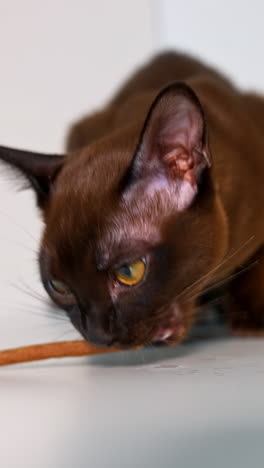 cute little burmese kitten is eating pet stick. healthy cat's meal. white background. vertical video