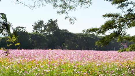 vibrant cosmos flowers in a serene garden