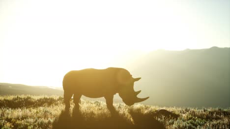 rhino standing in open area during sunset