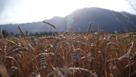 close up view of rye heads in golden wheat field