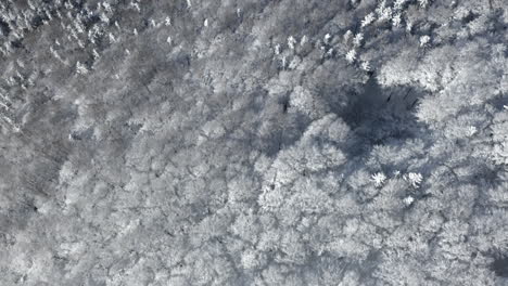 Aerial-Shot-Of-Alpine-Mountain-Forest-Covered-In-Snow,-Beautiful-Winter-Wonderland