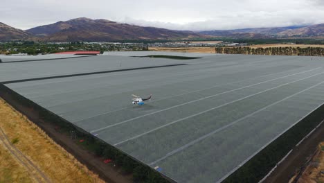 Hubschrauber-Fliegt-Tief-über-Den-Obstgarten,-Um-Die-Kirschen-Durch-Den-Wind-Der-Rotorblätter-Zu-Trocknen