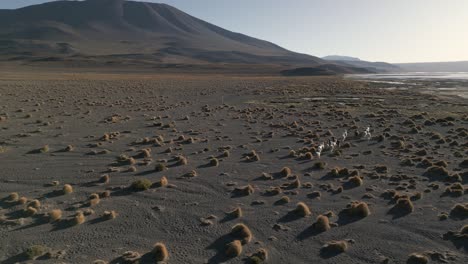 alpacas walking in altiplano land, bolivian salt lake, wild animals in natural habitat, laguna colorada, south america