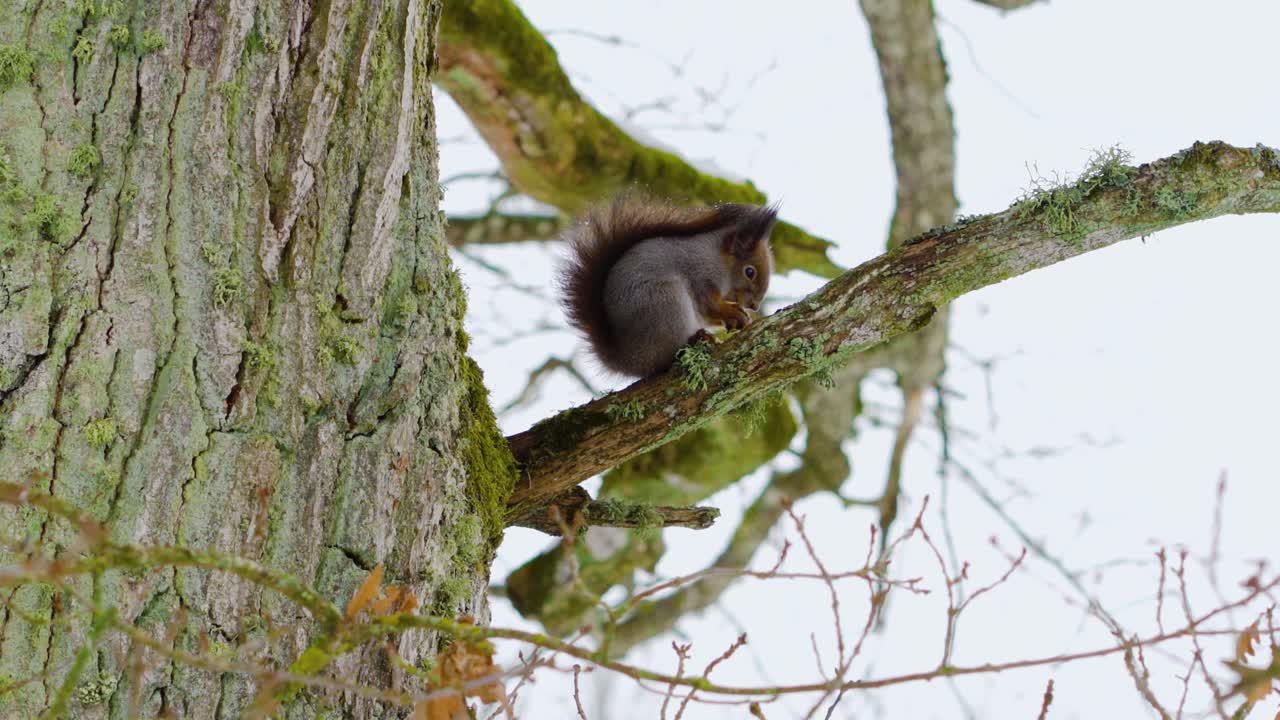 Squirrel Eating Nuts on a tree Branch in Winter