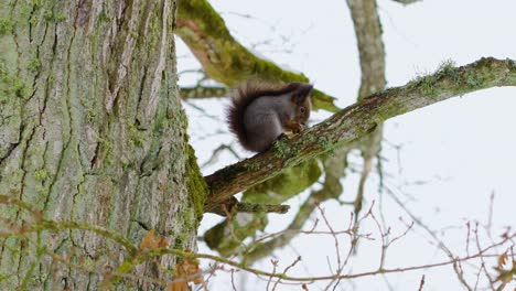 Eichhörnchen-Frisst-Im-Winter-Nüsse-Auf-Einem-Ast