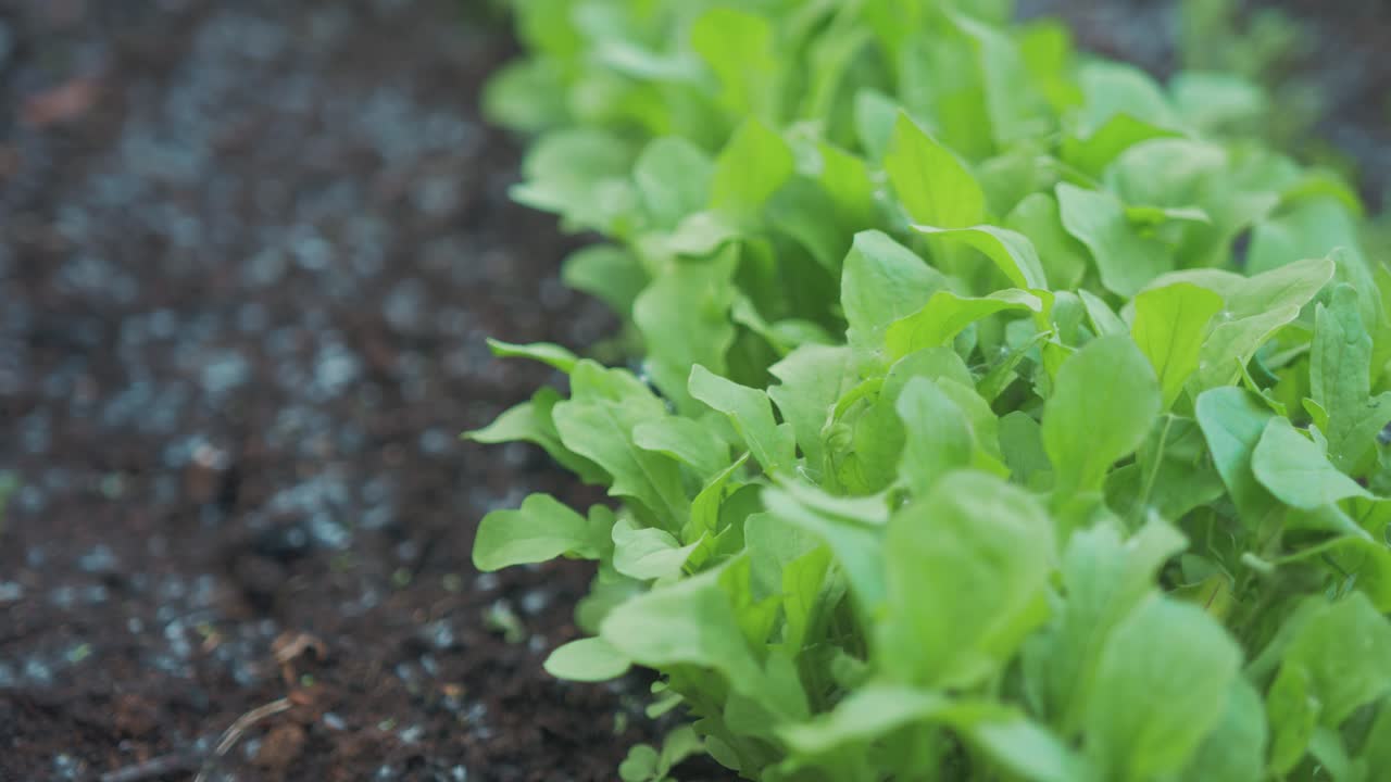 exuberantes hojas de plantas de nabo que crecen en el suelo cubiertas con semillas de amentos peludos