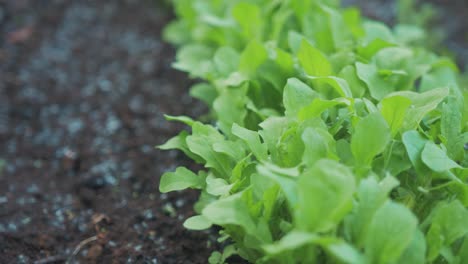 lush turnip plant leaves growing in soil covered with furry catkins seeds