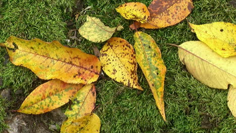 coloridas hojas de otoño descansando sobre musgo