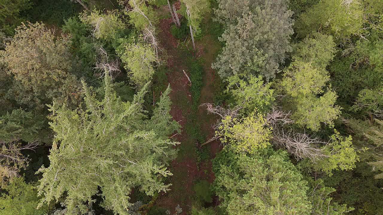 vista aérea volando sobre las cimas de los árboles del bosque de hoja perenne y el sendero escondido en el estado de washington