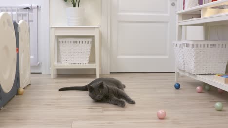 gato doméstico jugando con pequeñas bolas de plástico coloridas en casa en el suelo. gato atrapa una pelota en cámara lenta.