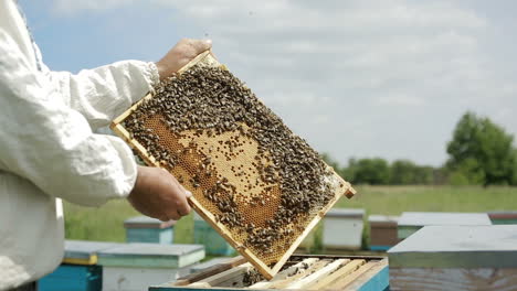 beekeeper holds a healthy hive. beekeeper holds a healthy hive in summer day