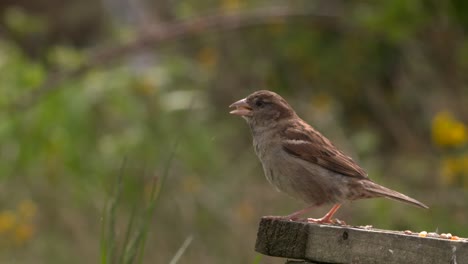 Haussperling-Fliegt-Vom-Vogeltisch-In-Schottland,-Zeitlupe