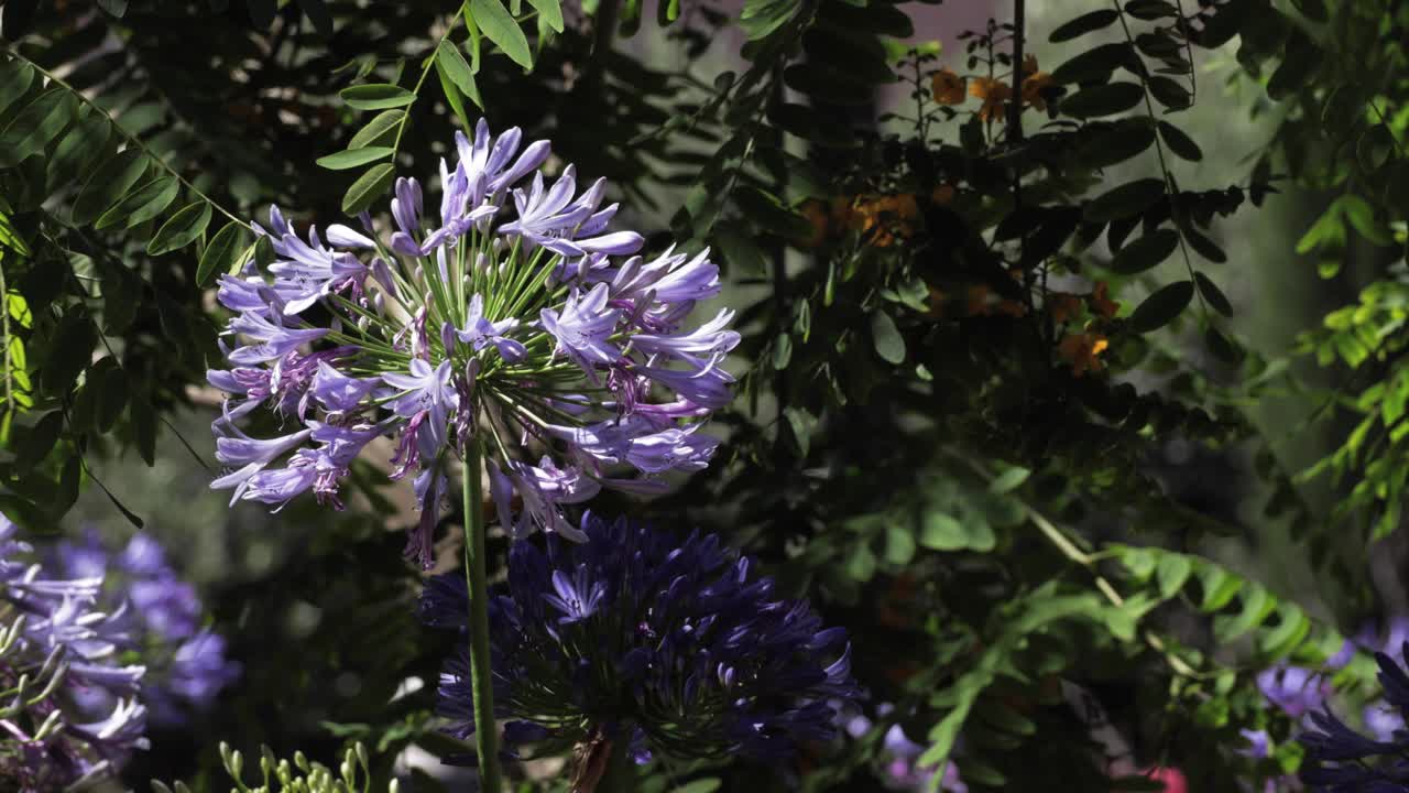 푸른 정원에서 꽃이 피는 보라색 꽃, 여름의 색 ⁇