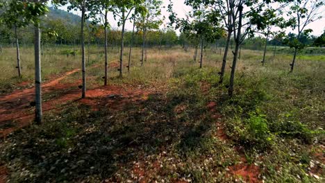 Rubber-tree-plantation