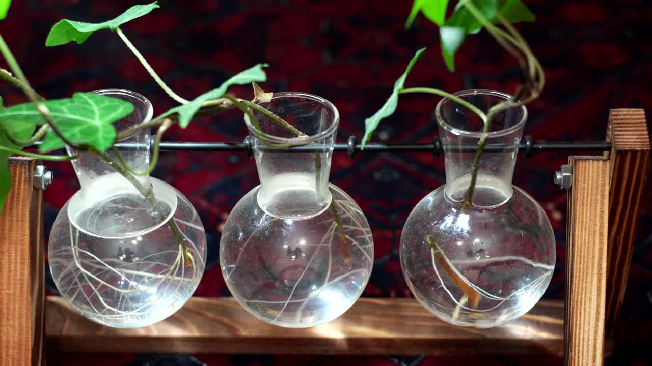 plantas que crecen en agua de vaso de ensayo para decoración de interiores - vista deslizante