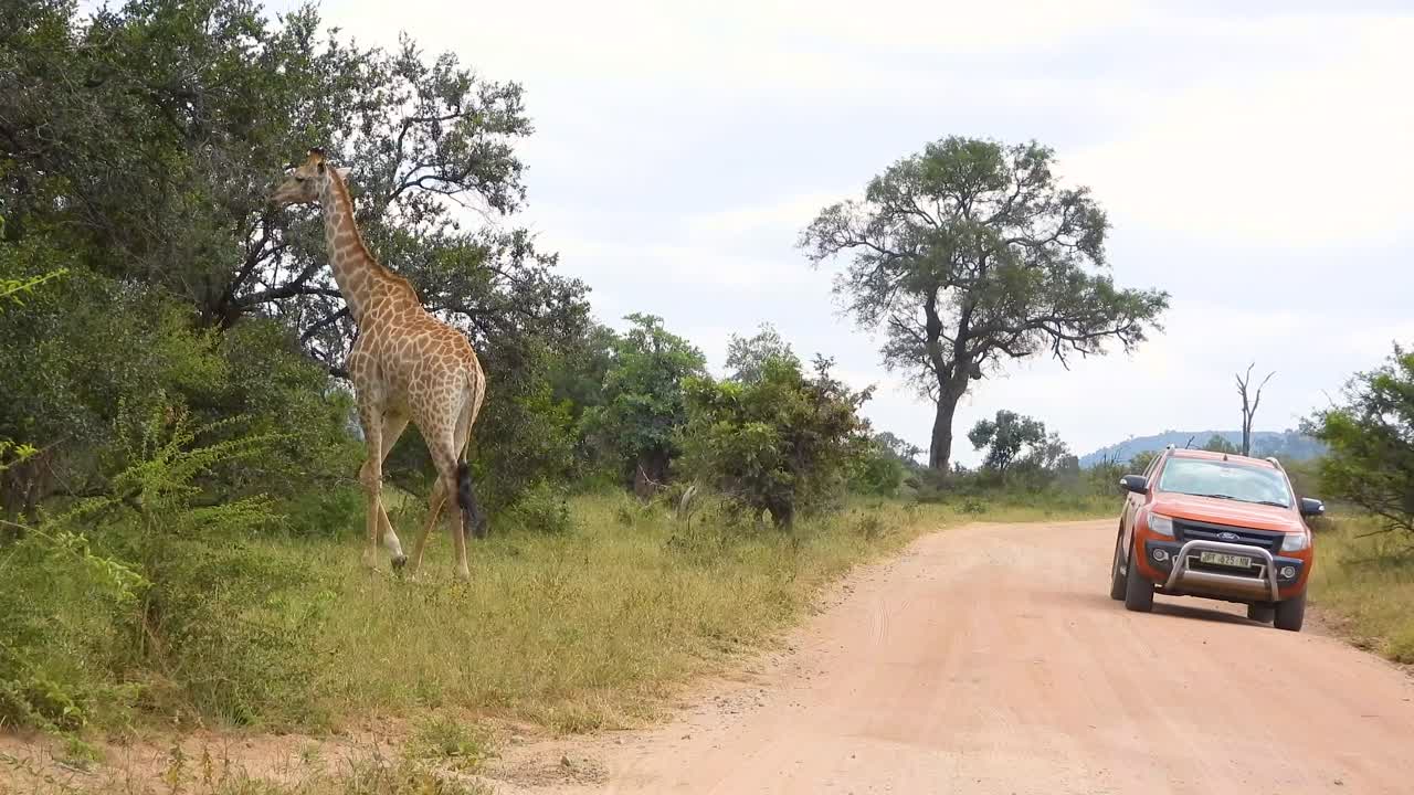 Scena epica di un veicolo 4x4 che evita una giraffa selvatica nella savana africana.