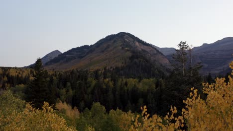 a drone flies past some golden yellow aspen leaves to reveal a beautiful green and yellow forest with a large rocky mountain in the background on a fall day on the alpine loop in american fork, utah