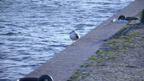 seagull strolling down the pier