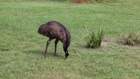 el emu caminando y picoteando en una zona de hierba