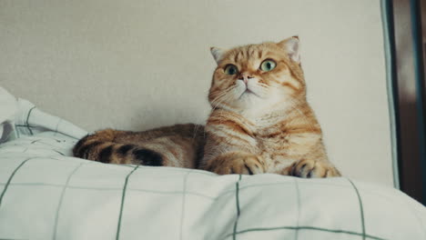 orange british shorthair cat on a bed