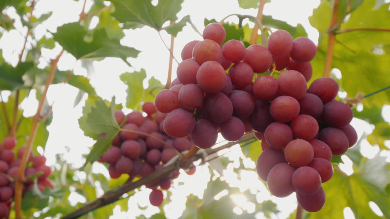 las uvas maduran en la vid buena cosecha en la viña