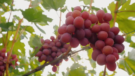 las uvas maduran en la vid buena cosecha en la viña