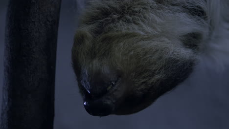 A-two-toed-sloth-hanging-in-a-tree-close-to-the-camera-slow-motion-cinematic