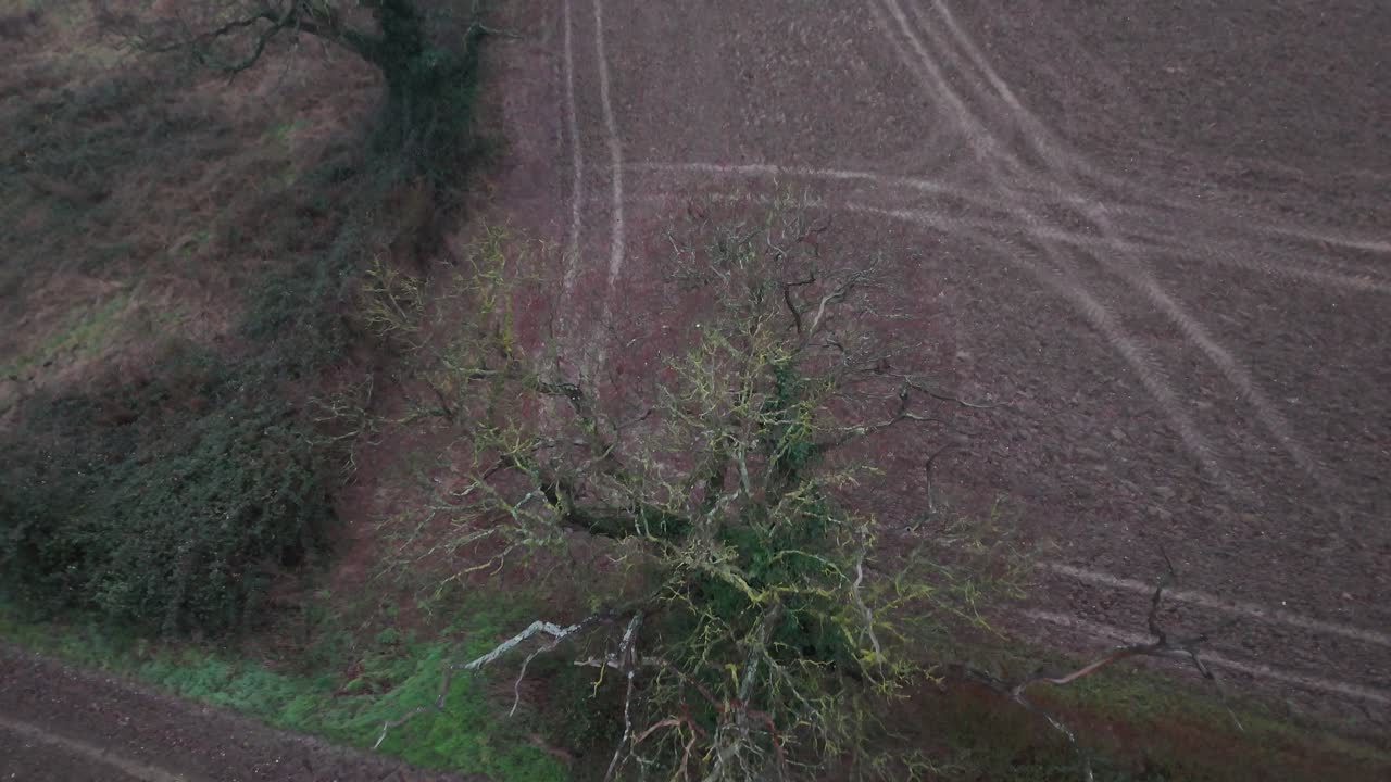 árboles en el campo de la granja inglesa oscuridad de la noche sobre el drone, aéreo