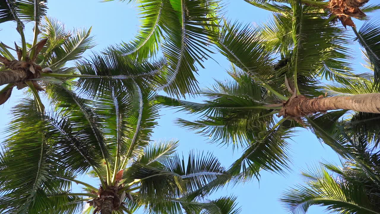 Looking up at sky with top of green palm trees. Slow spinning rotation gives vertigo. Beautiful tropical foliage and bright clear blue sky. Imagination, dream concept