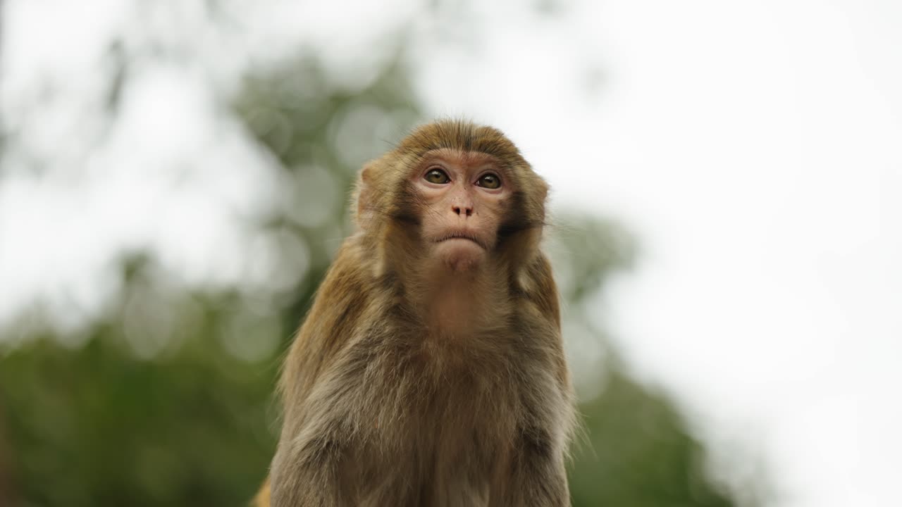 A Tibetan macaque (Macaca thibetana) stares upward with a calm expression in Zhangjiajie National Forest Park, China.