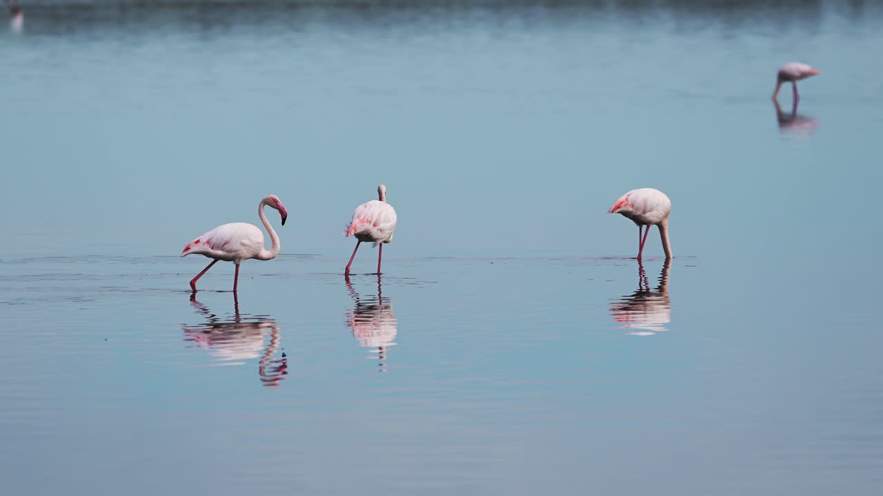 아프리카의 호수 물에서 는 플라밍고, 탄자니아의 플라밍코, 두투 국립 공원의 로고로 보호 구역, 조용한 푸른 물과 아프리카의 동물, 놀라운 자연의 야생 사파리