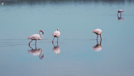 flamingos walking in lake water in africa, flamingo in tanzania at ngorongoro conservation area in ndutu national park, calm still blue water and african animals on a wildlife safari of amazing nature