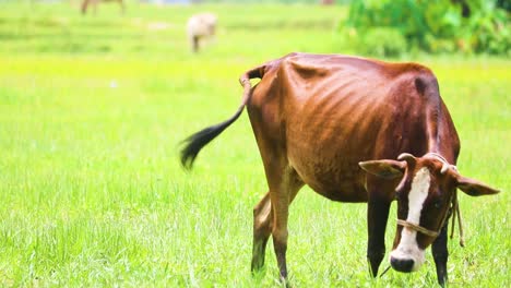 Eine-Domestizierte-Indische-Kuh,-Die-Auf-Dem-Grasfeld-Weidet-Und-An-Der-Leine-Auf-Einem-Bauernhof-Im-Ländlichen-Bangladesch-Gefesselt-Ist