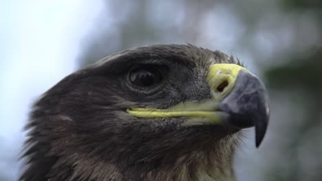 águila, halcón de cerca con una cara honorable de bandera estadounidense