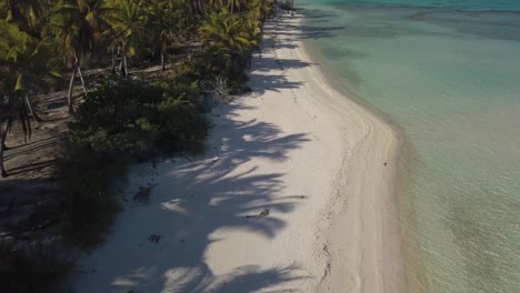 Aerial-drone-shot-of-a-tropical-beach-and-lagoon-with-long-shadows-of-coconut-palm-trees-starting-high-and-coming-down-while-flying-backwards